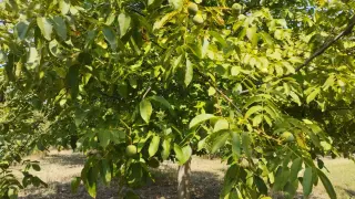 Защо старите хора са ни предупреждавали за ореха? Едно поверие се предава и днес, а ето каква е истината