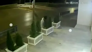 Нова версия на „Дядо ряпа дърпа“: Момче отмъкна туя в София
