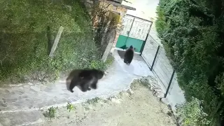 Диви зверове продължават да тормозят хората в Гьоврен