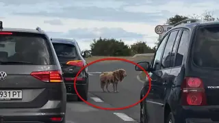 Човечност! Дама с „Ауди“ спаси мила животинка минути преди да загине