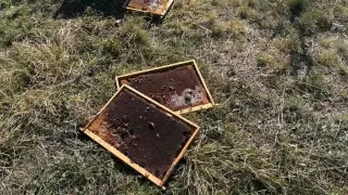 Мечка направи на пух и прах кошери в благоевградско село Снимки