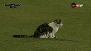 Куриоз! Котка спря мача на ЦСКА с руснаци ВИДЕО