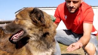 ЦСКА скача на Хебър с кучета ВИДЕО