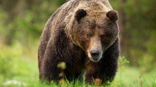 Нападнатият от мечка е шеф в БФС, ръката му е разкъсана Кадри 18+