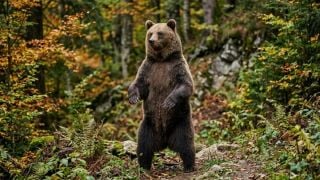 Мечка захапа рибар за главата и го уби