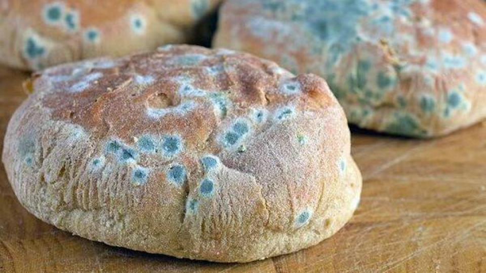 Лекарите обясниха кога мухълът по храната може да бъде смъртоносен