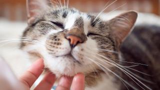 Лекуват ли наистина котките