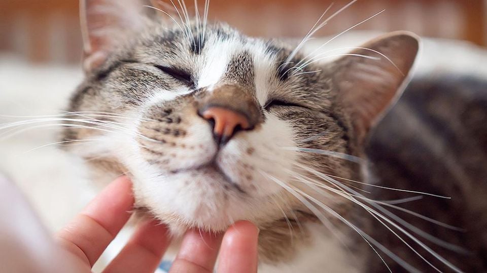 Лекуват ли наистина котките
