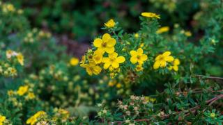 Potentilla erecta: Древно цвете с потенциал срещу супербактерии