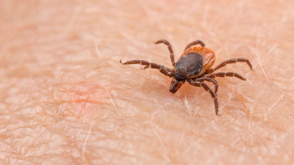 7 опасни мита за кърлежите, в които още вярват много хора