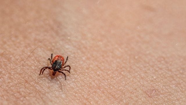 Нов тест засича завръщане на Лаймската болест