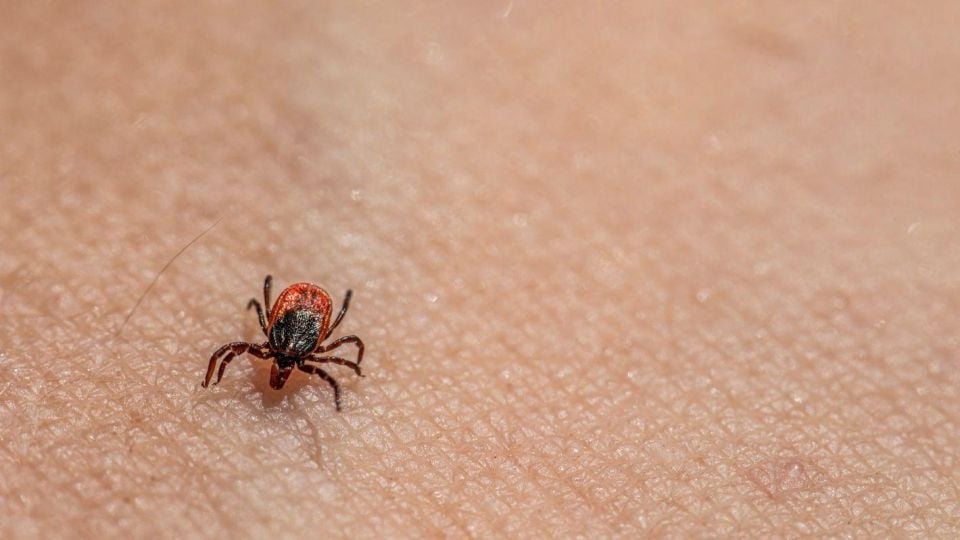 Нов тест засича завръщане на Лаймската болест