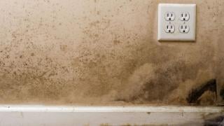 Ето как да се отървете от мухъла в дома си, който може да съсипе здравето ви!