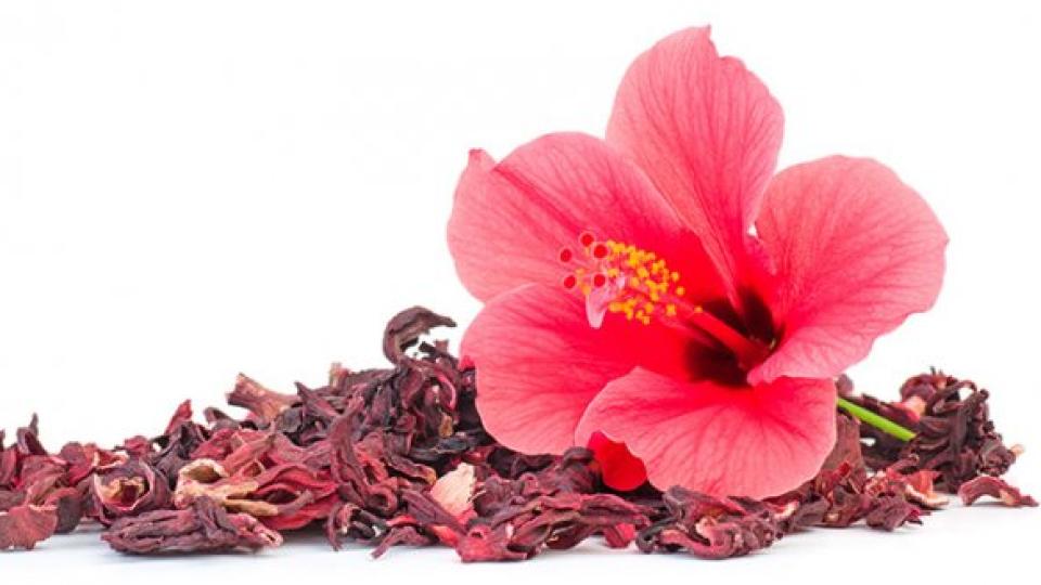 Имате това цвете в дома си? Дори не подозирате какво отглеждате!