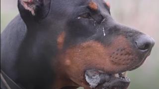 Ани и Иво осиновиха доберман, но 5 дни след това чуха зловещ писък от дъщеричката им СНИМКИ