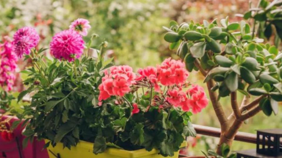 Ето как цветята няма да увехнат, ако отсъствате от дома