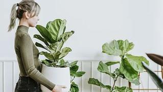 Безпаричие и болести: Никога не слагайте тези 5 растения в дома си