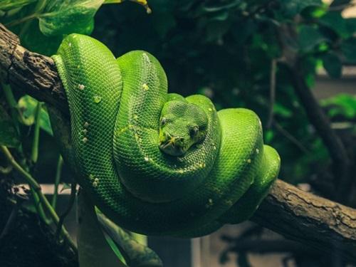 Каква ще бъде 2025 г. според източния календар?