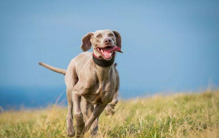 Кинолог посочи идеалната порода кучета за семейства с деца