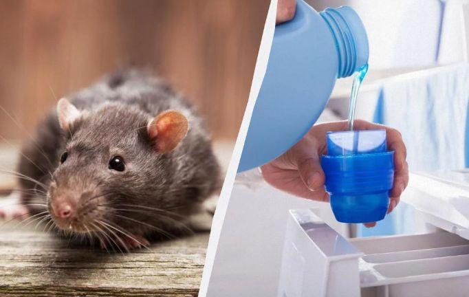 Евтин продукт ще отблъсне плъховете в продължение на много години