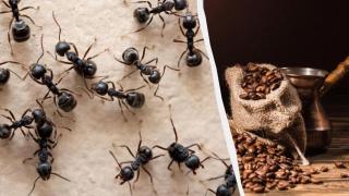 Кафето: Доказано средство за борба с мравките!