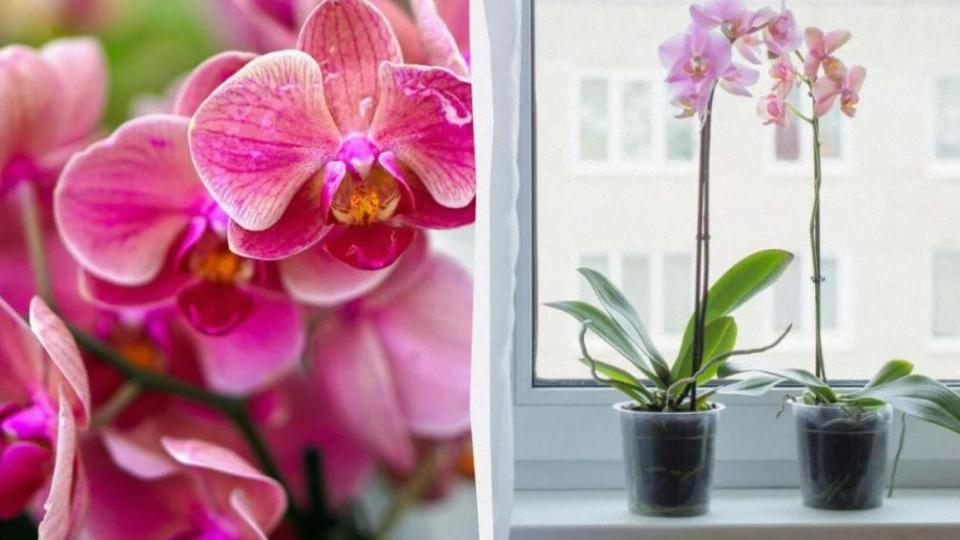 Как да накарате орхидеята да цъфти отново: Трикове, които ще ви изненадат!