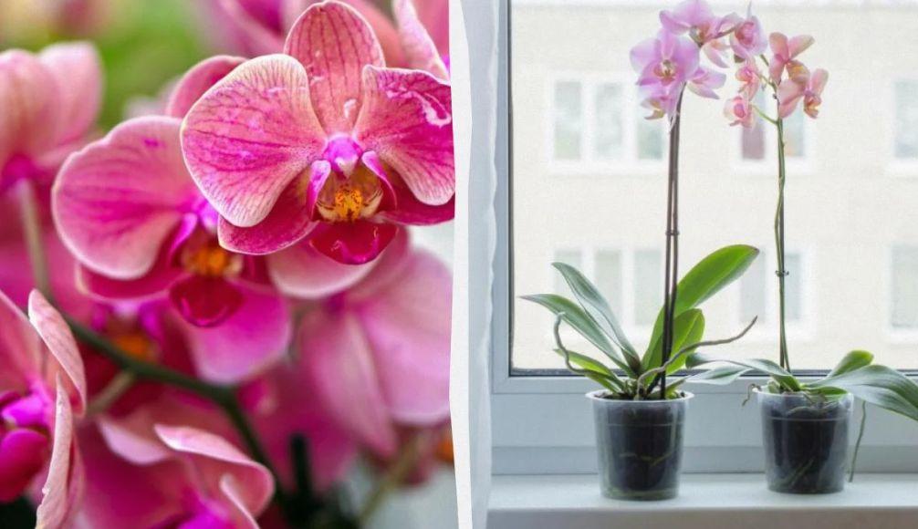 Как да накарате орхидеята да цъфти отново: Трикове, които ще ви изненадат!