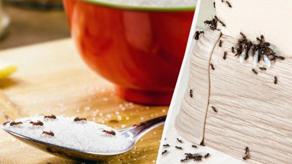 Мравки в дома? Вижте трик с лимон, който ще ги изгони за минути!