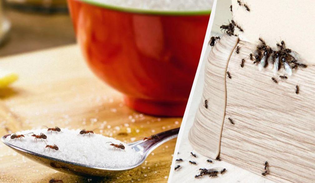 Мравки в дома? Вижте трик с лимон, който ще ги изгони за минути!