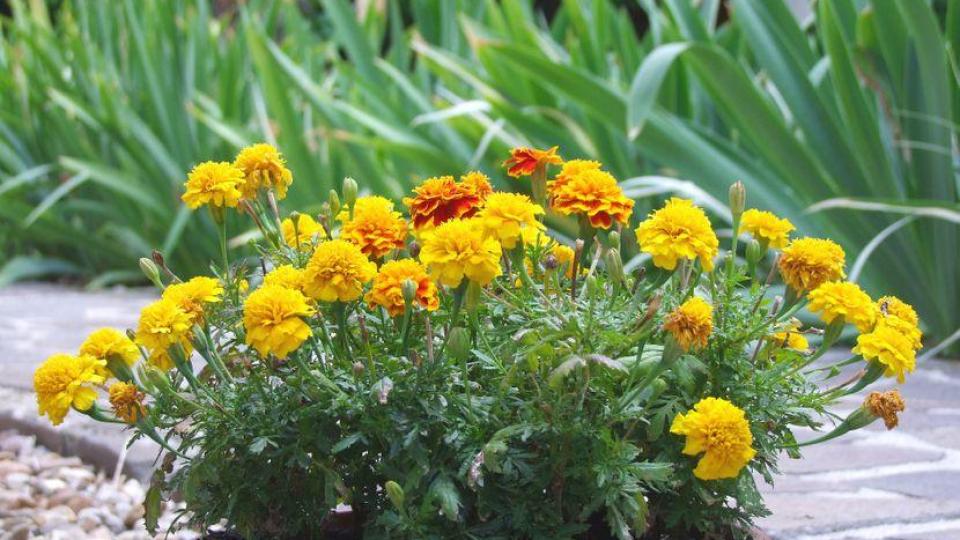 Това растение отблъсква комарите и разпалва страстта в спалнята