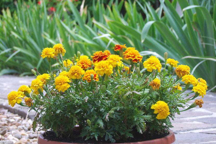 Това растение отблъсква комарите и разпалва страстта в спалнята