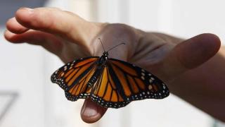 От древността до днес: Какво символизира пеперудата и какво предсказва?