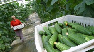 Все още не е късно: Ето кои сортове краставици да засеете през юли за богата реколта