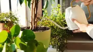 Саксийните цветя ви умират? Ето я грешката, която почти всеки прави, без да знае