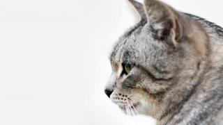 Котка, изчезнала преди 5 години, бе открита на другия край на света