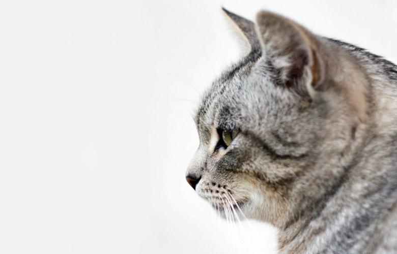 Котка, изчезнала преди 5 години, бе открита на другия край на света