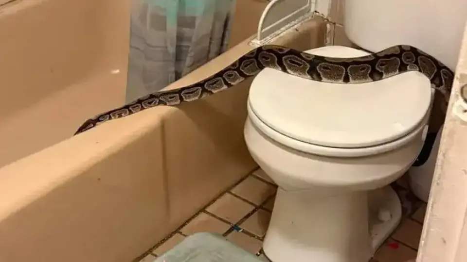 Змия от 1,5 м. изпълзя от тоалетната на жена, експерт обясни как е влязла