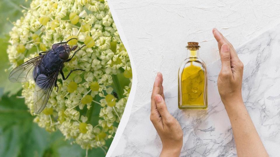 Евтин домакински продукт държи мухите далеч от дома ви