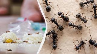 С това евтино средство ще се отървете от мравките веднъж завинаги