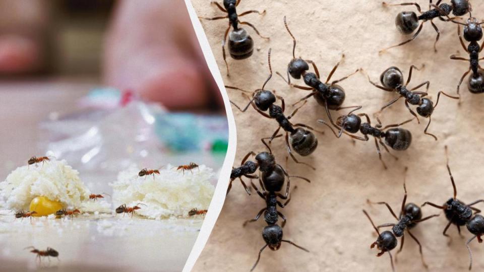 С това евтино средство ще се отървете от мравките веднъж завинаги