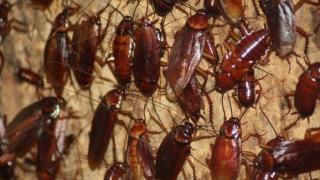 Лекар бие тревога: Не убивайте хлебарките с чехъл, ще си навлечете проблеми!