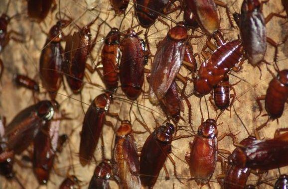 Лекар бие тревога: Не убивайте хлебарките с чехъл, ще си навлечете проблеми!