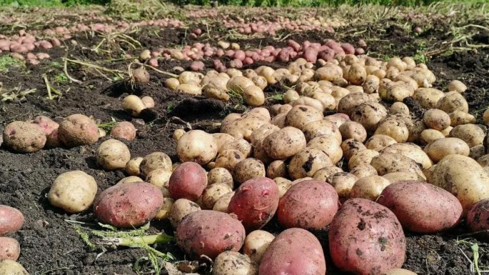 Картофите ви гният, пълни са с плевели и мишки ги изяждат? Ето как да ги спасите!