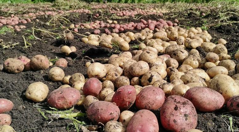 Картофите ви гният, пълни са с плевели и мишки ги изяждат? Ето как да ги спасите!