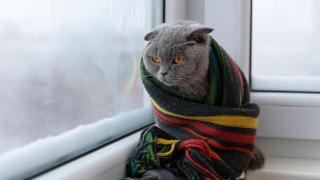 Как да се стоплите през зимата вкъщи, когато електричеството и газът спрат – експертни съвети