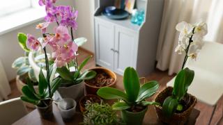 5 стайни растения, които естествено предпазват дома от мухъл и влага