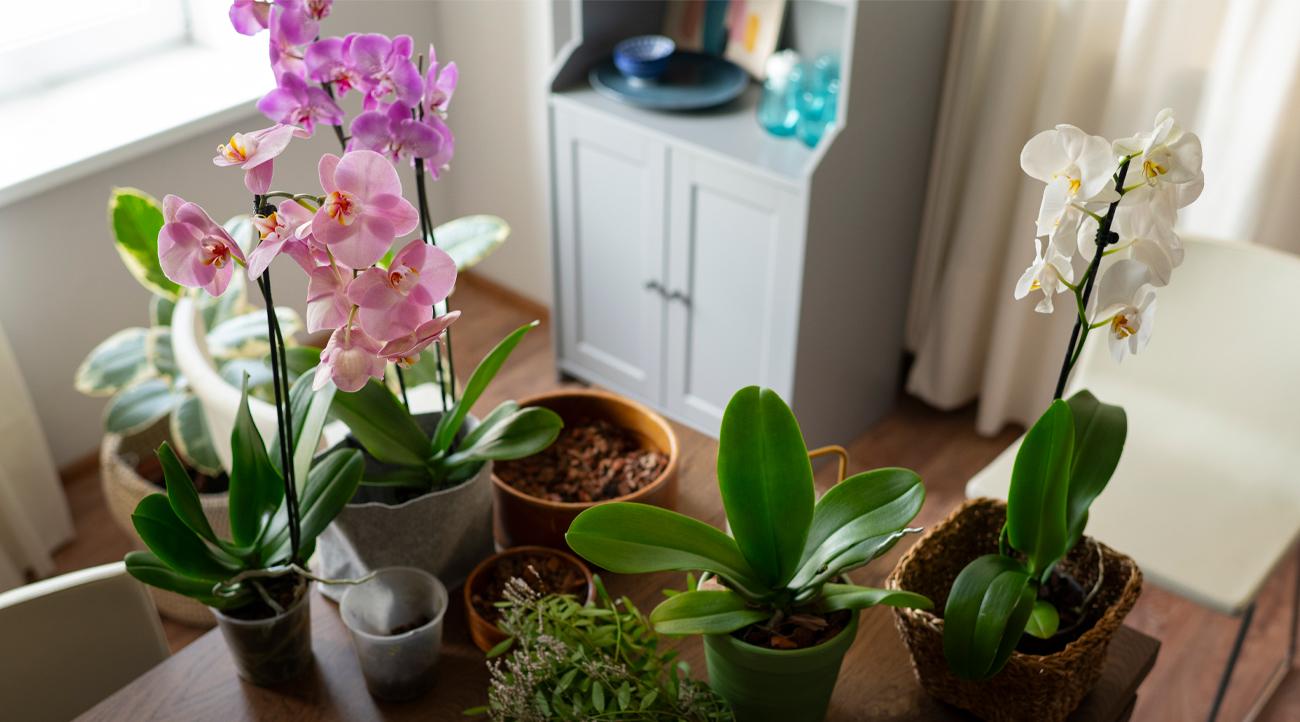 5 стайни растения, които естествено предпазват дома от мухъл и влага