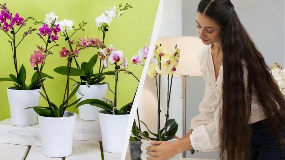 Орхидеята отказва да цъфти? Научете как да я съживите
