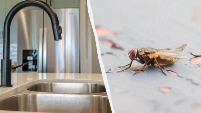 Как да държите мухите далеч от дома си през лятото с няколко лесни стъпки