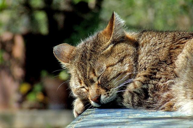 Какво да правим, ако котката ни не пие вода